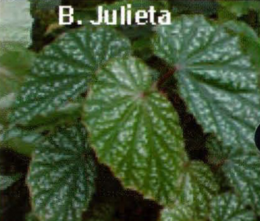 B. ‘Julieta’